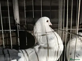 Pigeons birds Pigeons - Advert 1