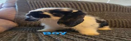 Mini Lop rabbits for sale: Very Tame Mini lop Boy & Girl 10 weeks - Advert 9