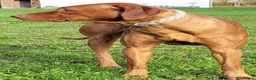 Rhodesian Ridgeback dogs for stud: European champion grandson stud - Advert 2