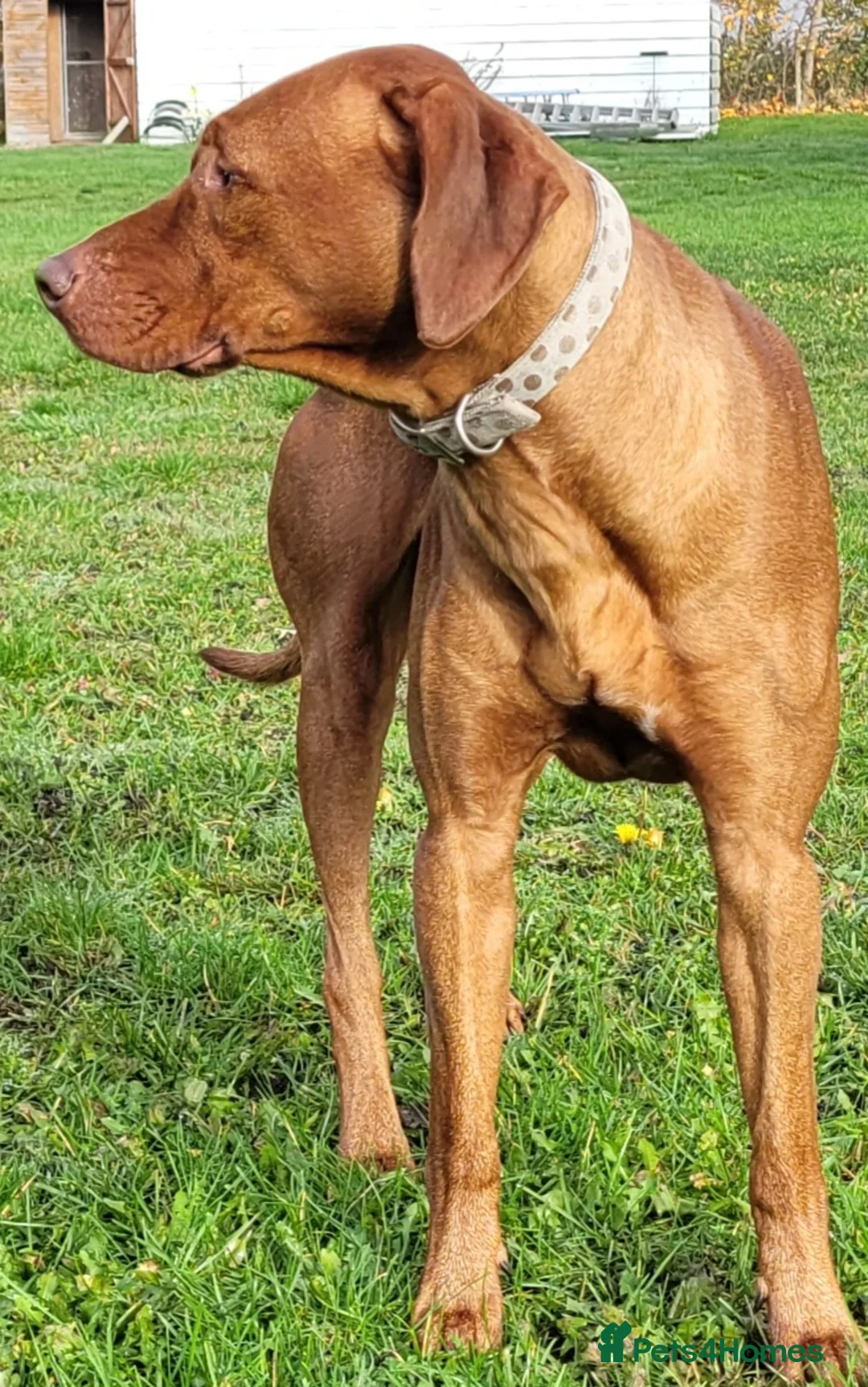 Rhodesian Ridgeback dogs for stud: European champion grandson stud - Advert 2
