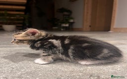 Domestic Shorthair cats for sale: Tabby kitten - Image 5