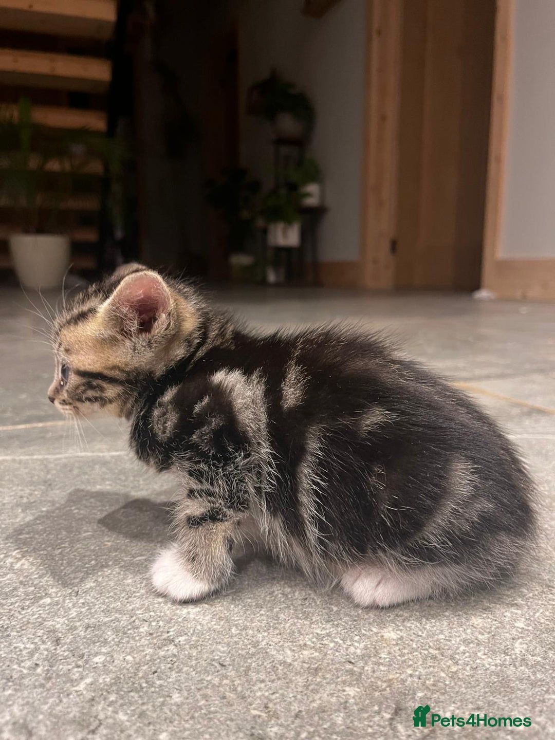 Domestic Shorthair cats for sale: Tabby kitten - Image 5