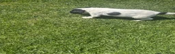 Cocker Spaniel dogs for sale: beautiful working cocker spaniel puppy’s  - Advert 5