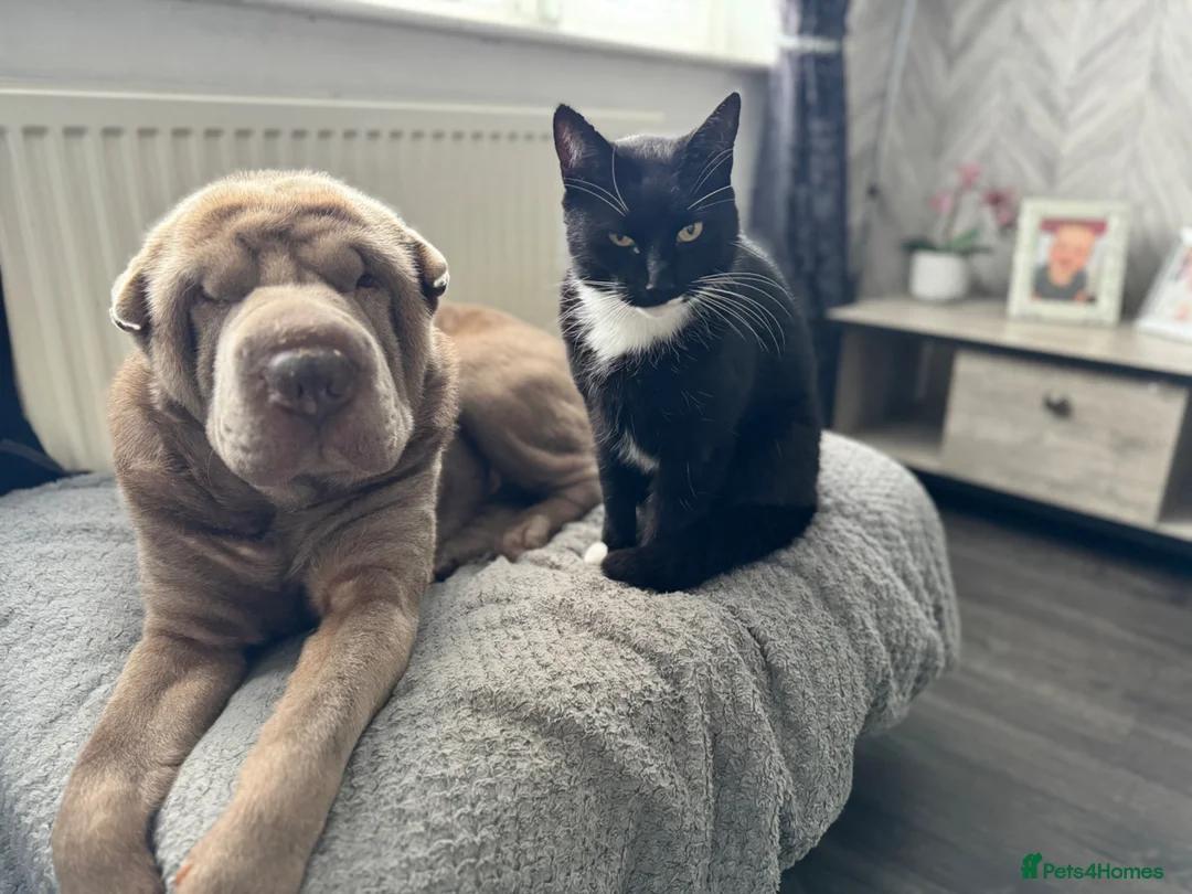 Shar Pei dogs for sale: Teddy needs a loving new home! - Advert 2