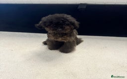 Toy Poodle dogs for sale: 16 Month Old Asian Toy Poodle - Image 2