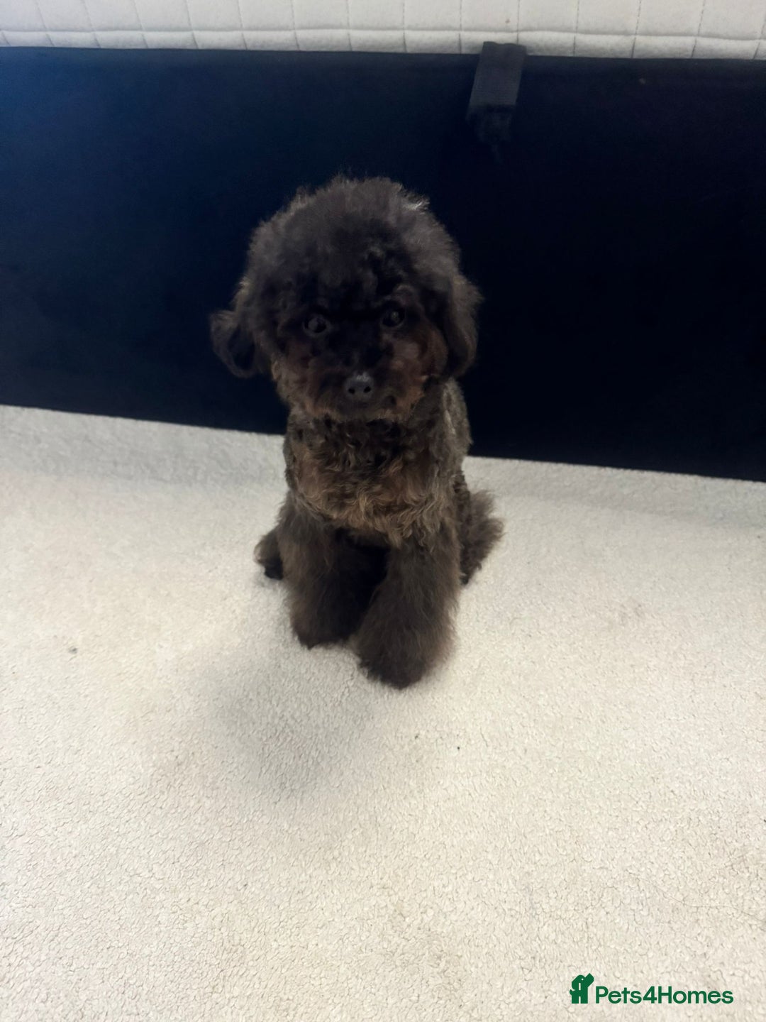 Toy Poodle dogs for sale: 16 Month Old Asian Toy Poodle - Image 2