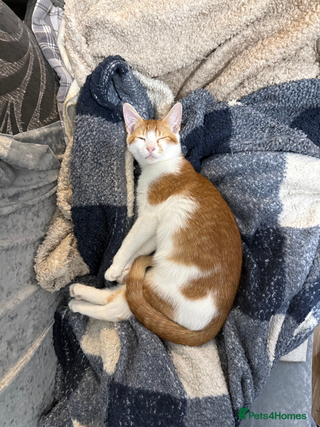 Domestic Shorthair cats for sale: Lovely male kitten for sale - Image 2