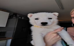 Siberian Husky dogs for sale: Siberian huskys READY NOW 1 boy 1 girl. - Image 24