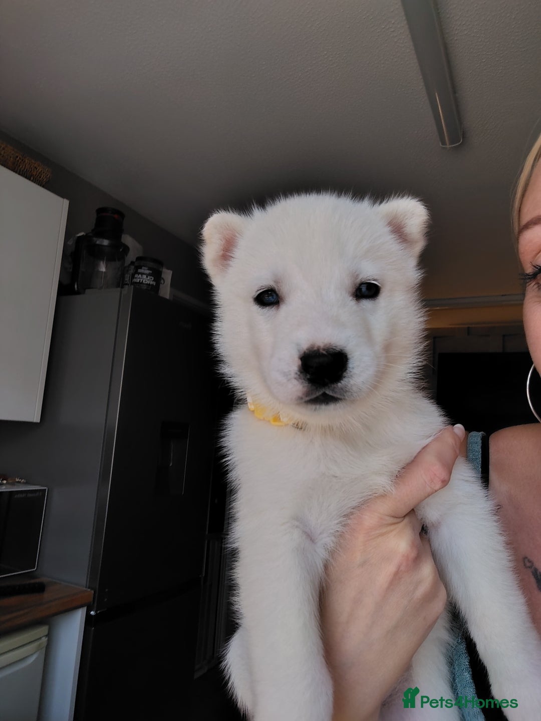 Siberian Husky dogs for sale: Siberian huskys READY NOW 1 boy 1 girl. - Image 24