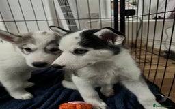 Siberian Husky dogs for sale: Husky Puppies  - Image 10