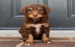 Bordoodle dogs for sale: OUTSTANDING *TRI COLOUR* MINIATURE BORDOODLES - Image 34