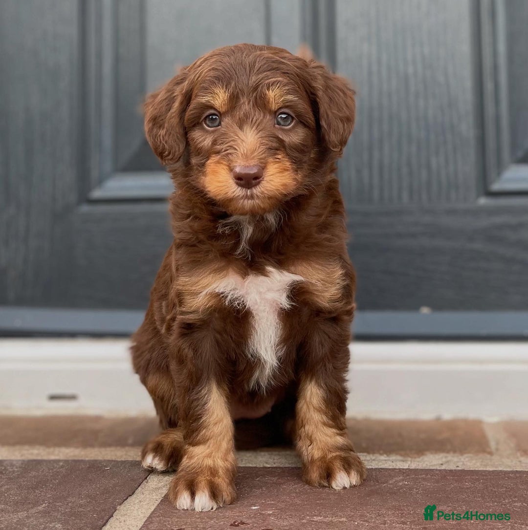Bordoodle dogs for sale: OUTSTANDING *TRI COLOUR* MINIATURE BORDOODLES - Image 34