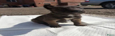 Belgian Shepherd Dog 8