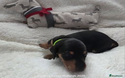 Miniature Dachshund dogs for sale: Shorthaired Minature Daschunds  - Image 24