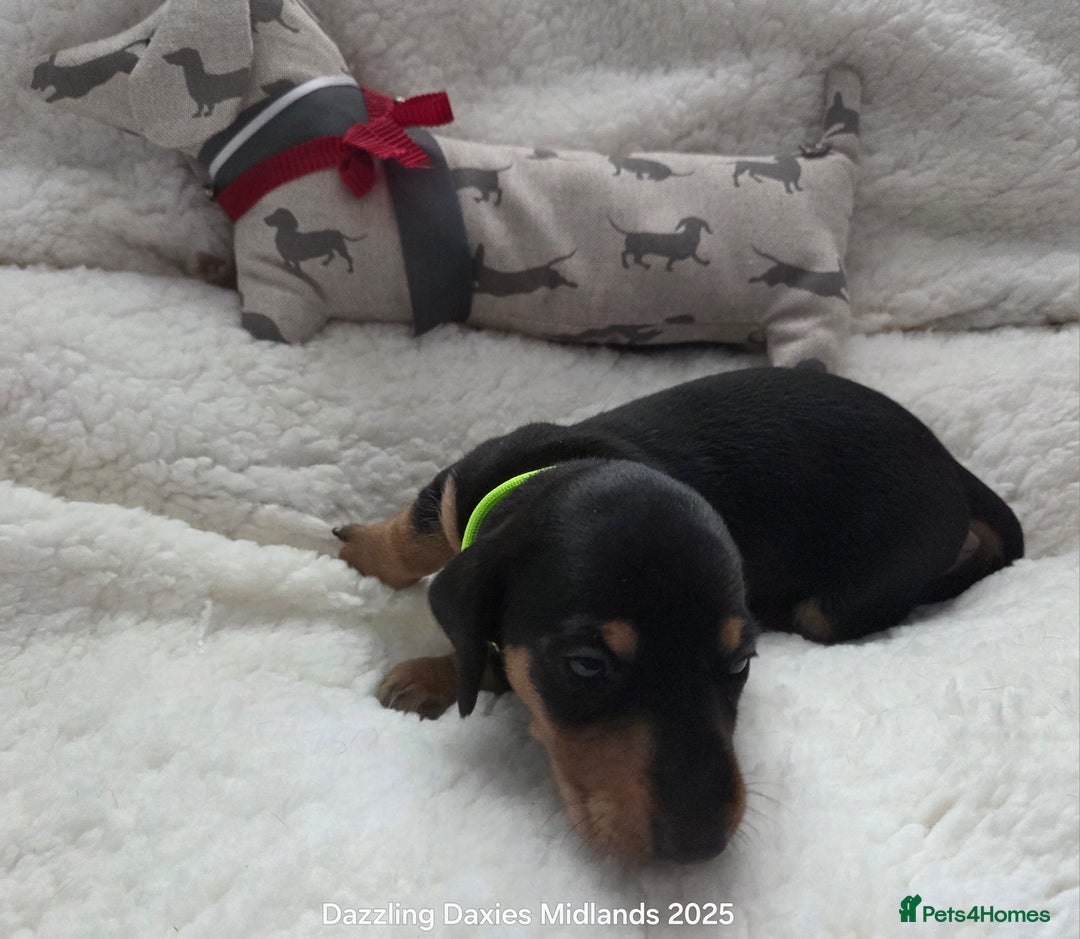 Miniature Dachshund dogs for sale: Shorthaired Minature Daschunds  - Image 24