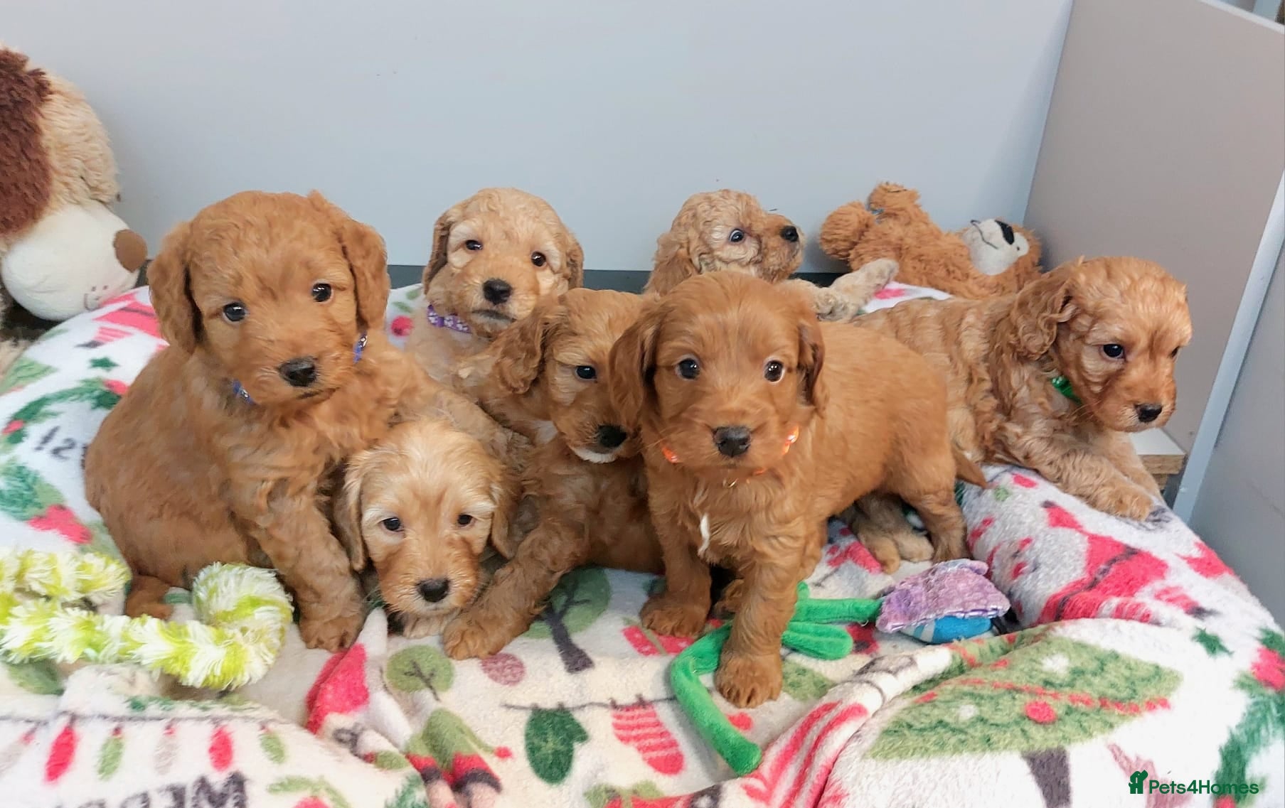 Cockapoo dogs Home bred, well socialised, trained,F1b cockapoos  - Advert 2