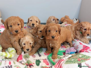 Cockapoo dogs Home bred, well socialised, trained,F1b cockapoos - Advert 6