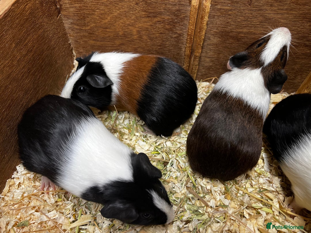 Guinea Pig rodents for sale: Bonded male/ boar guinea pigs  - Image 8