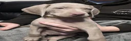 Weimaraner dogs for sale: Weimaraner gunalt champion bloodline KCregistered  - Advert 16