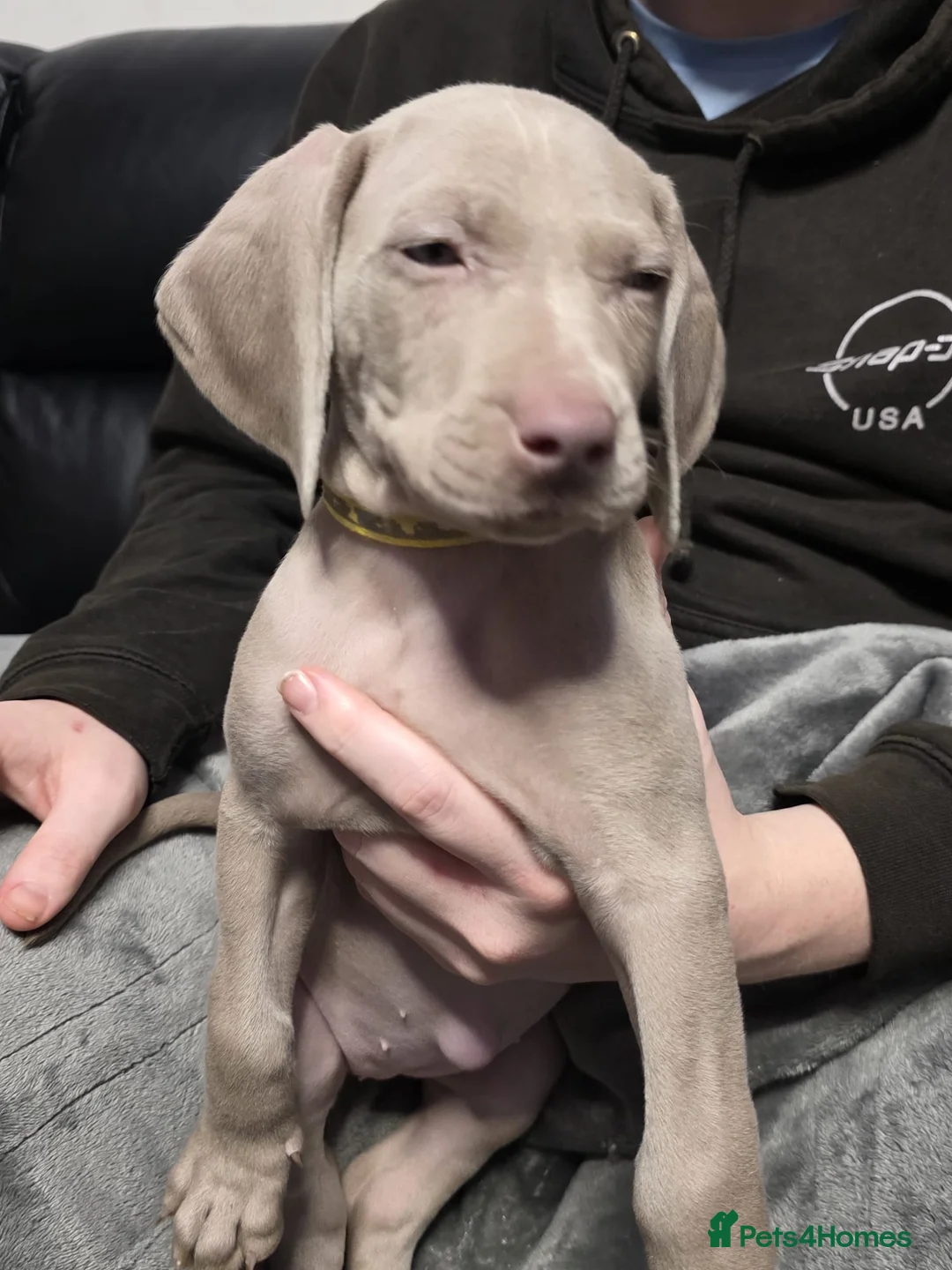 Weimaraner dogs for sale: Weimaraner gunalt champion bloodline KCregistered  - Advert 16