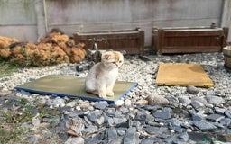 Scottish Fold cats for sale: 1male  1 female READY TO COLLECT - Image 15