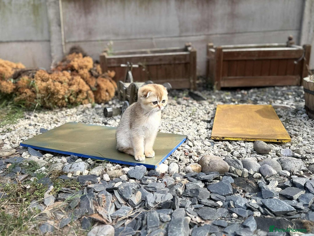 Scottish Fold cats for sale: 1male  1 female READY TO COLLECT - Image 15