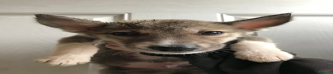 Huskita Puppy 1