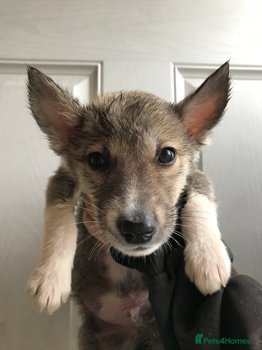 Huskita dogs for sale: Huskita puppies  - Image 4