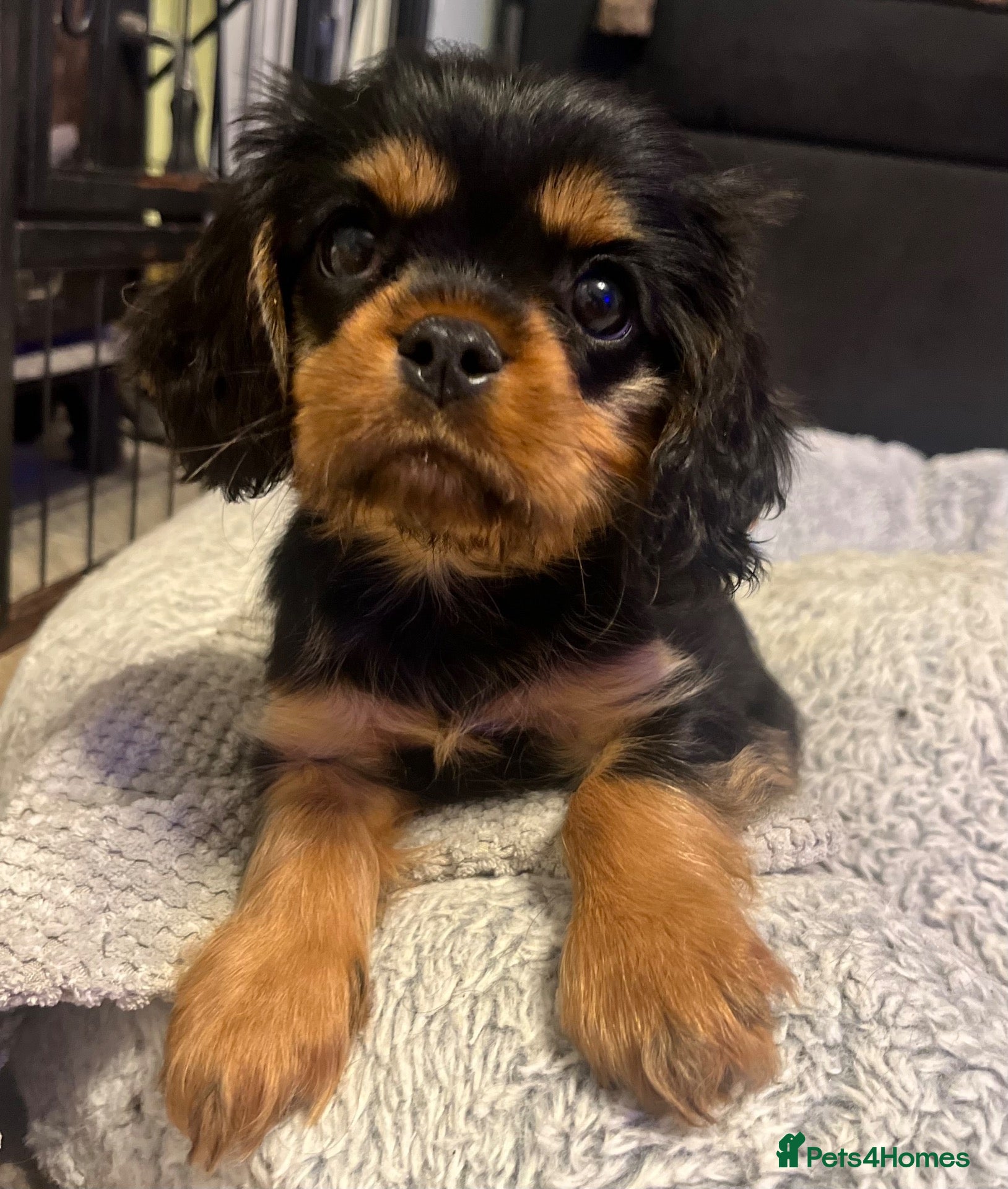 Cavalier King Charles Spaniel dogs Beautiful CKCS Health Tested Parents  - Advert 16