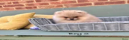 Pomeranian dogs for sale: 🔥Teddy🐻Small🏆Quality  - Advert 19