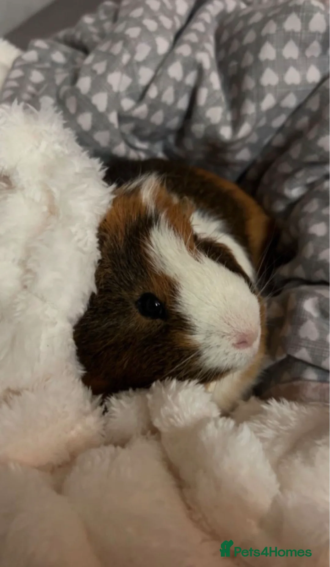 Guinea Pig rodents for sale: Two Male Guinea Pigs - Advert 3