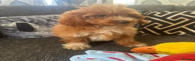 Cavapoo Puppy 1