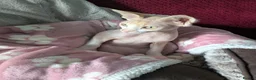 Sphynx cats for sale: 9 month old female sphynx  - Advert 8