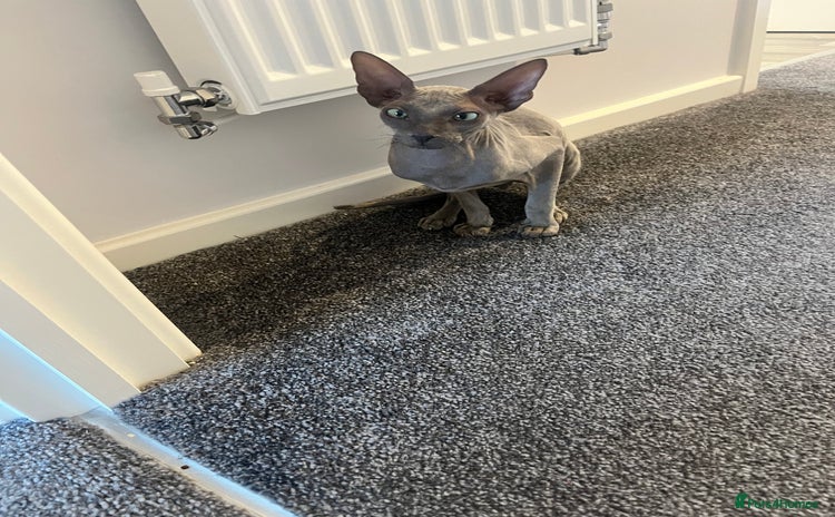 Sphynx cats 1 year old Male Sphynx cat - Advert 3