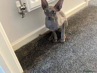 Sphynx cats 1 year old Male Sphynx cat - Advert 7