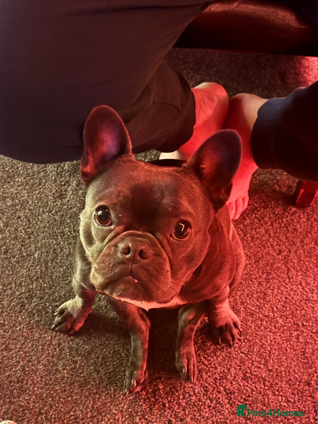 French Bulldog dogs for sale: Frenchie  **  in Skegness - Advert 3