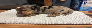 Yorkshire Terrier Puppy 4