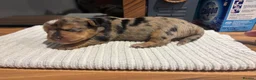 Yorkshire Terrier dogs for sale: Beautiful Merle Yorkshire terrier puppies  - Advert 16
