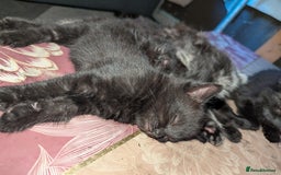 Bombay cats for sale: Different prices Bombay X long hair  - Image 12