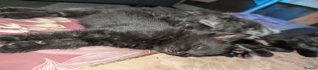Bombay Kitten 5