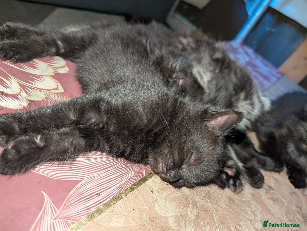 Bombay cats for sale: Different prices Bombay X long hair  - Image 12