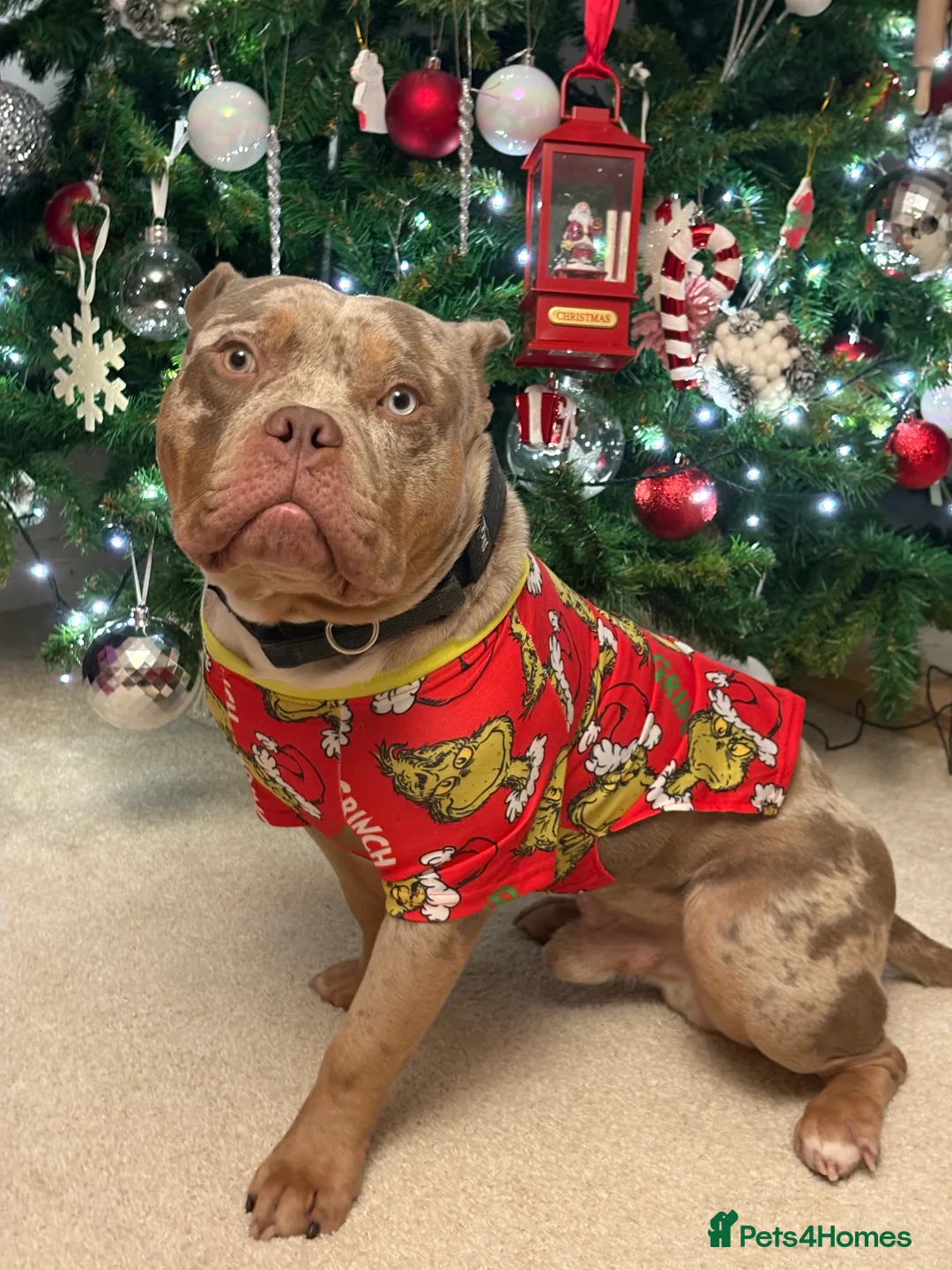 American Bulldog dogs for sale: Ace 🩵 - Advert 2