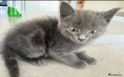 Mixed Breed cats for sale: Beautiful Litter of 4 kittens  - Image 17