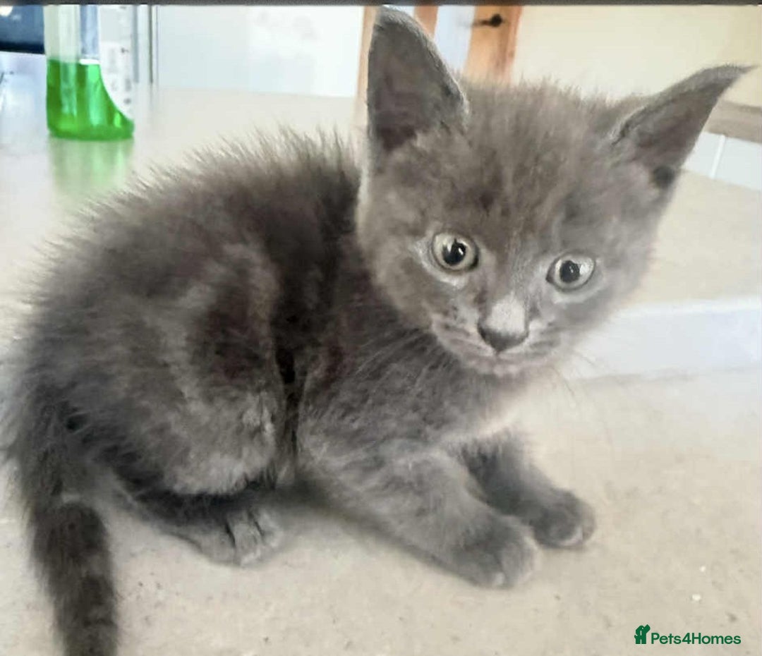 Mixed Breed cats for sale: Beautiful Litter of 4 kittens  - Image 17
