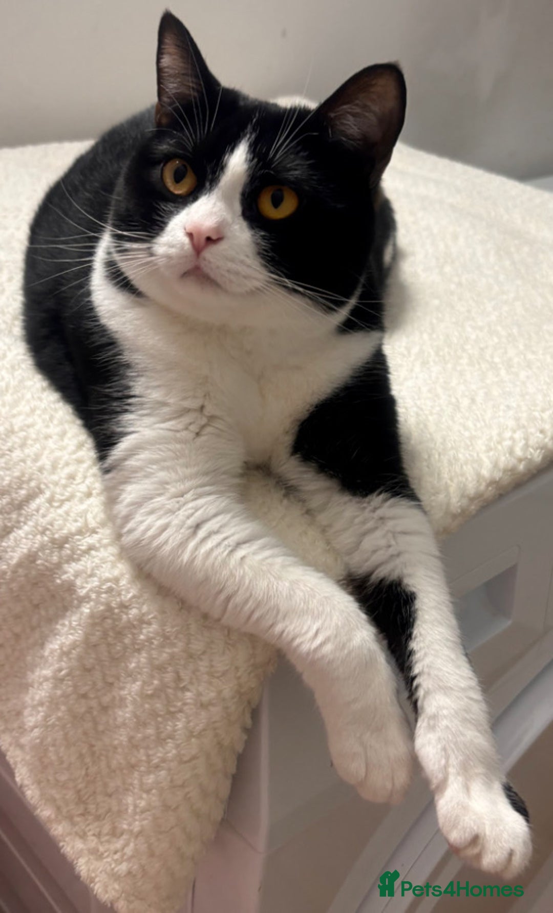 British Shorthair cats for sale: Mix domestic british shorthair female cat - Advert 2