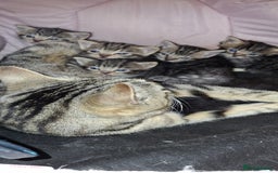 British Shorthair cats for sale: Kittens - Image 1