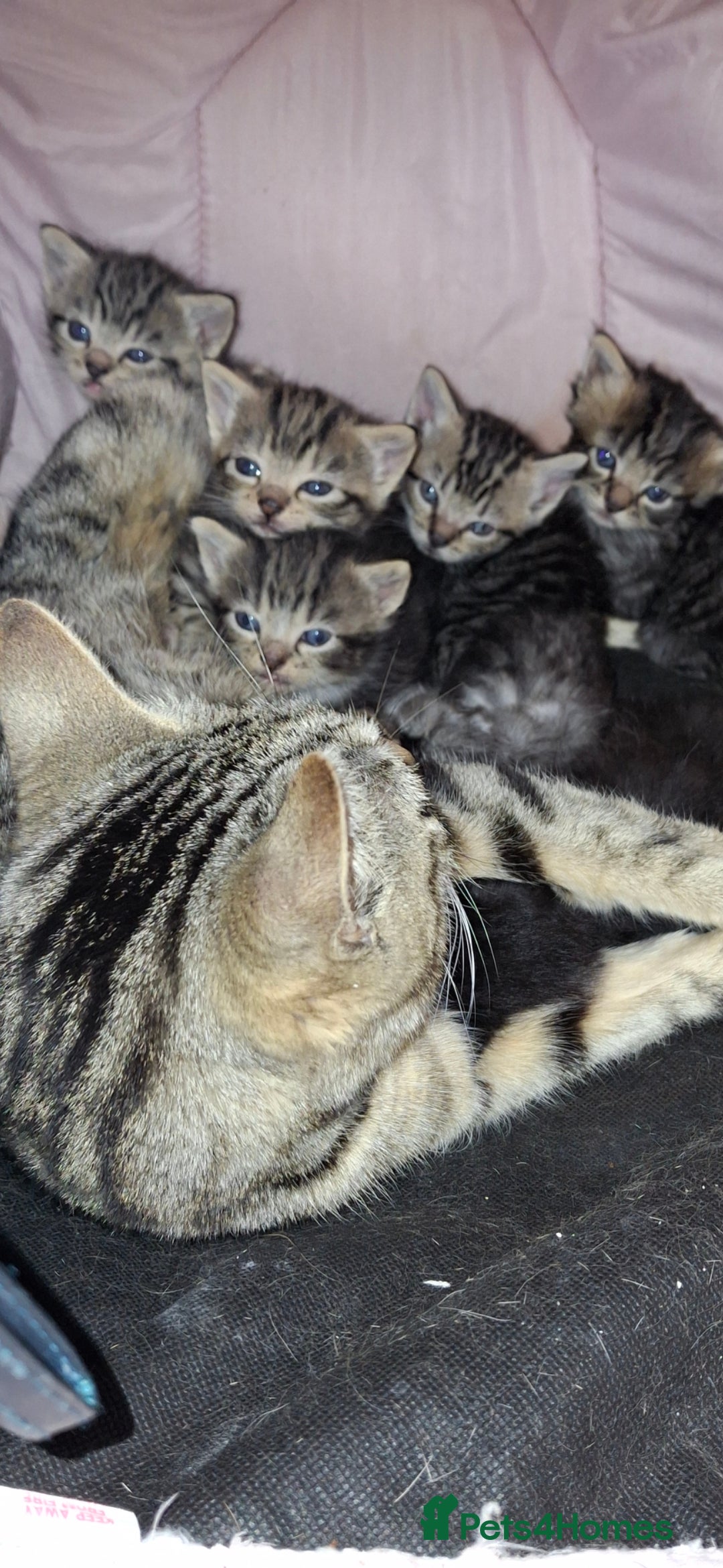 British Shorthair cats for sale: Kittens - Image 1