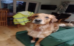Golden Retriever dogs for stud: Golden Retriver Red/Dark Stud Dog - Image 6