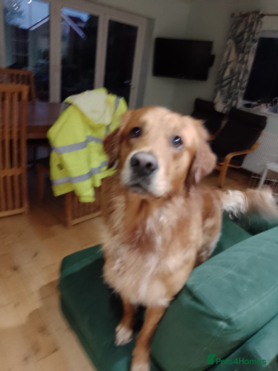 Golden Retriever dogs for stud: Golden Retriver Red/Dark Stud Dog - Image 6