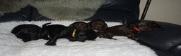 Cocker Spaniel dogs for sale: KC Reg Show Type Cocker Spaniel Puppies - Advert 1